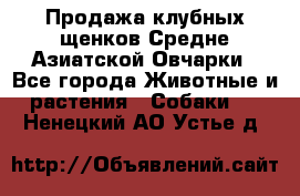 Продажа клубных щенков Средне Азиатской Овчарки - Все города Животные и растения » Собаки   . Ненецкий АО,Устье д.